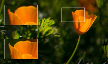 Официальная иллюстрация ФотоМАСТЕРа с увеличенными фрагментами цветка для оценки детализации